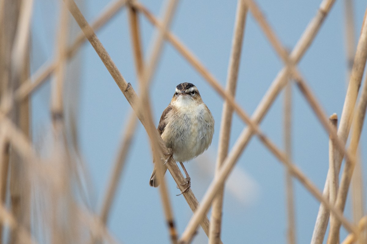 Sedge Warbler - ML349647441