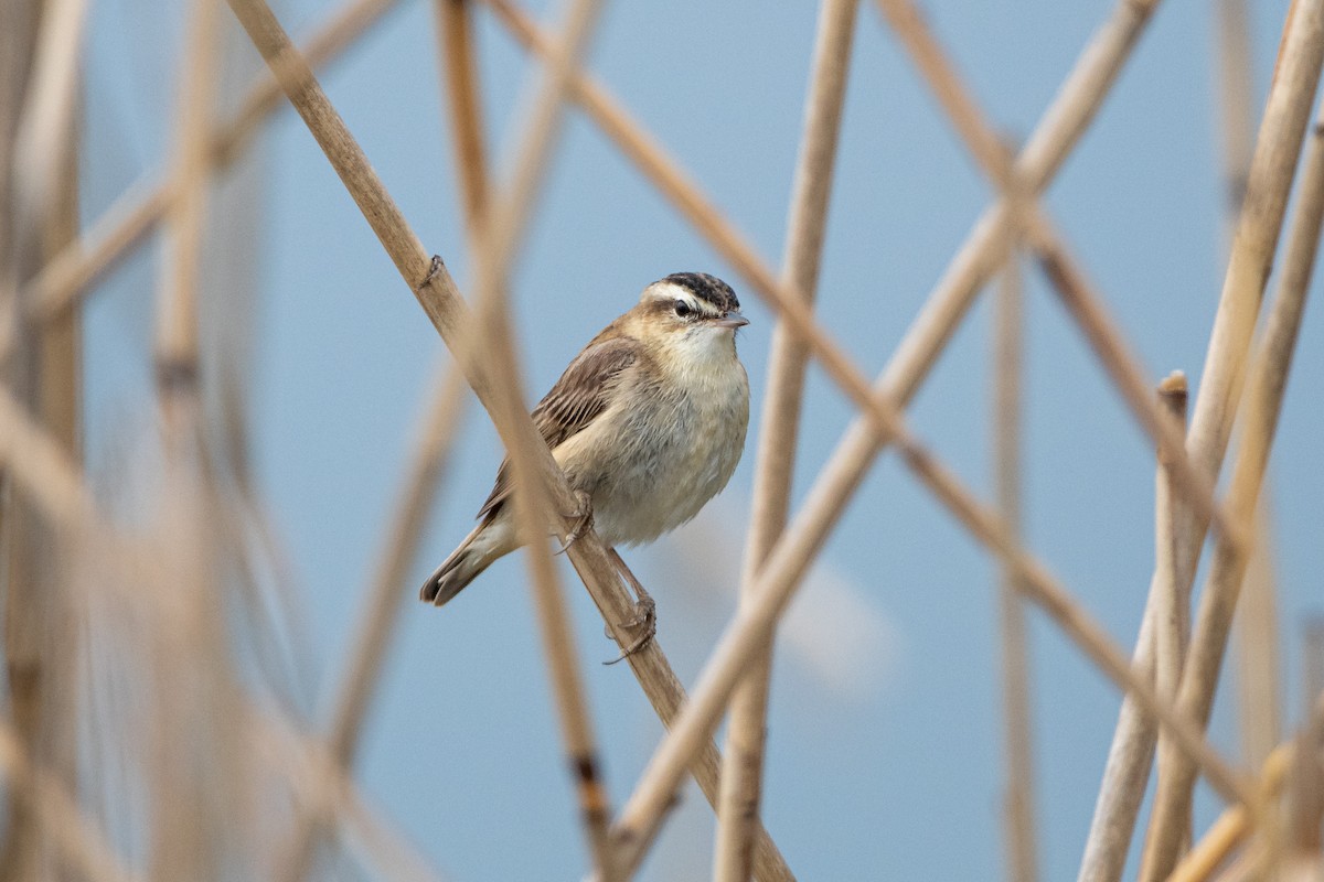 Sedge Warbler - ML349647451