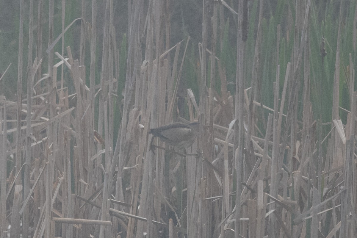 Little Bittern - ML349647481