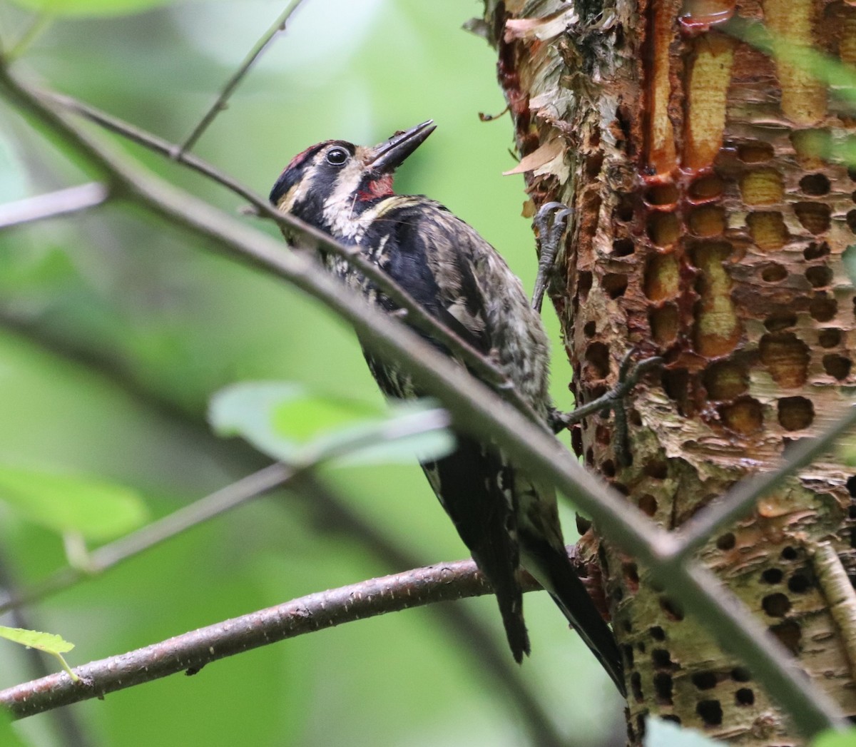 Yellow-bellied Sapsucker - ML349650131