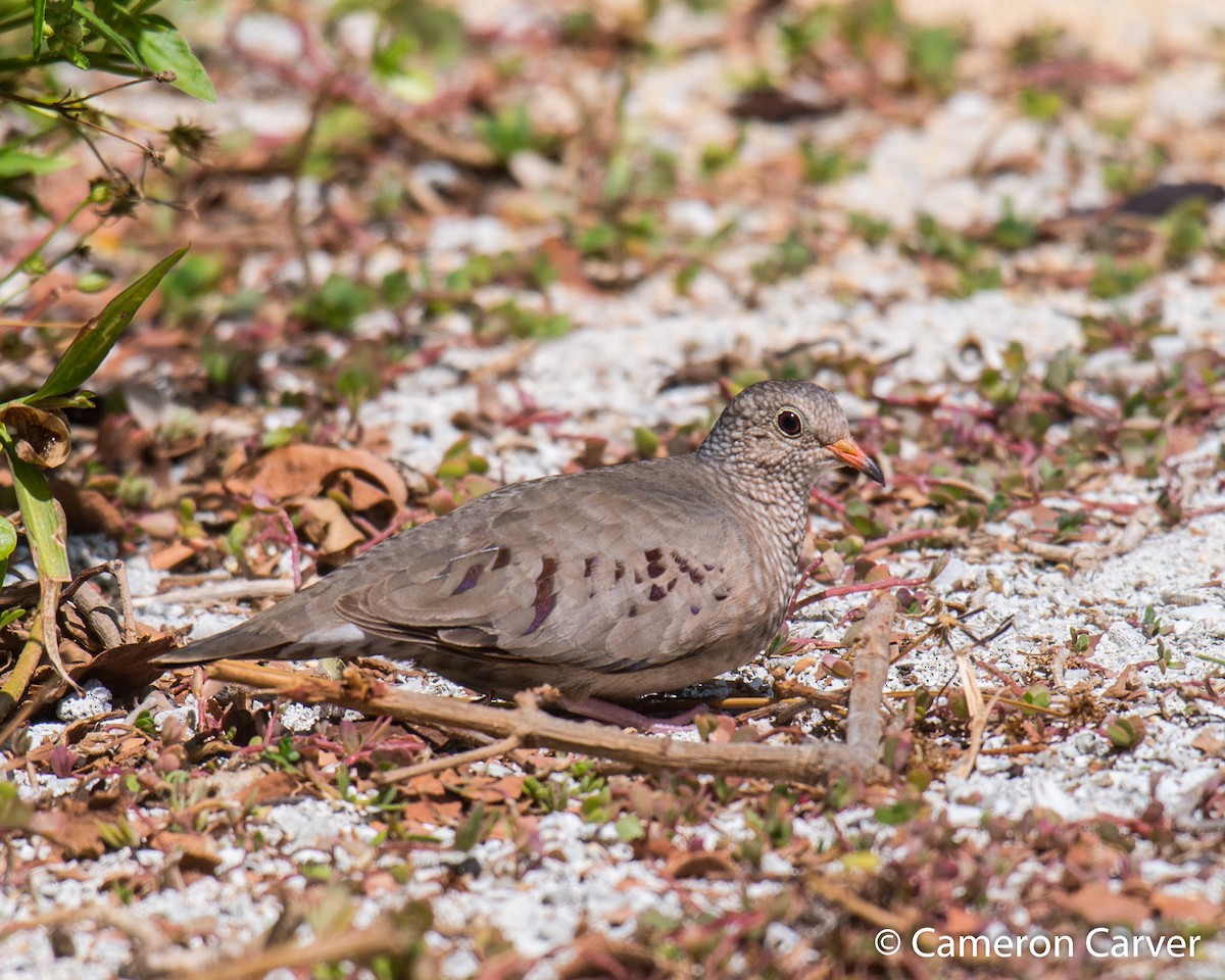 Common Ground Dove - ML34965031