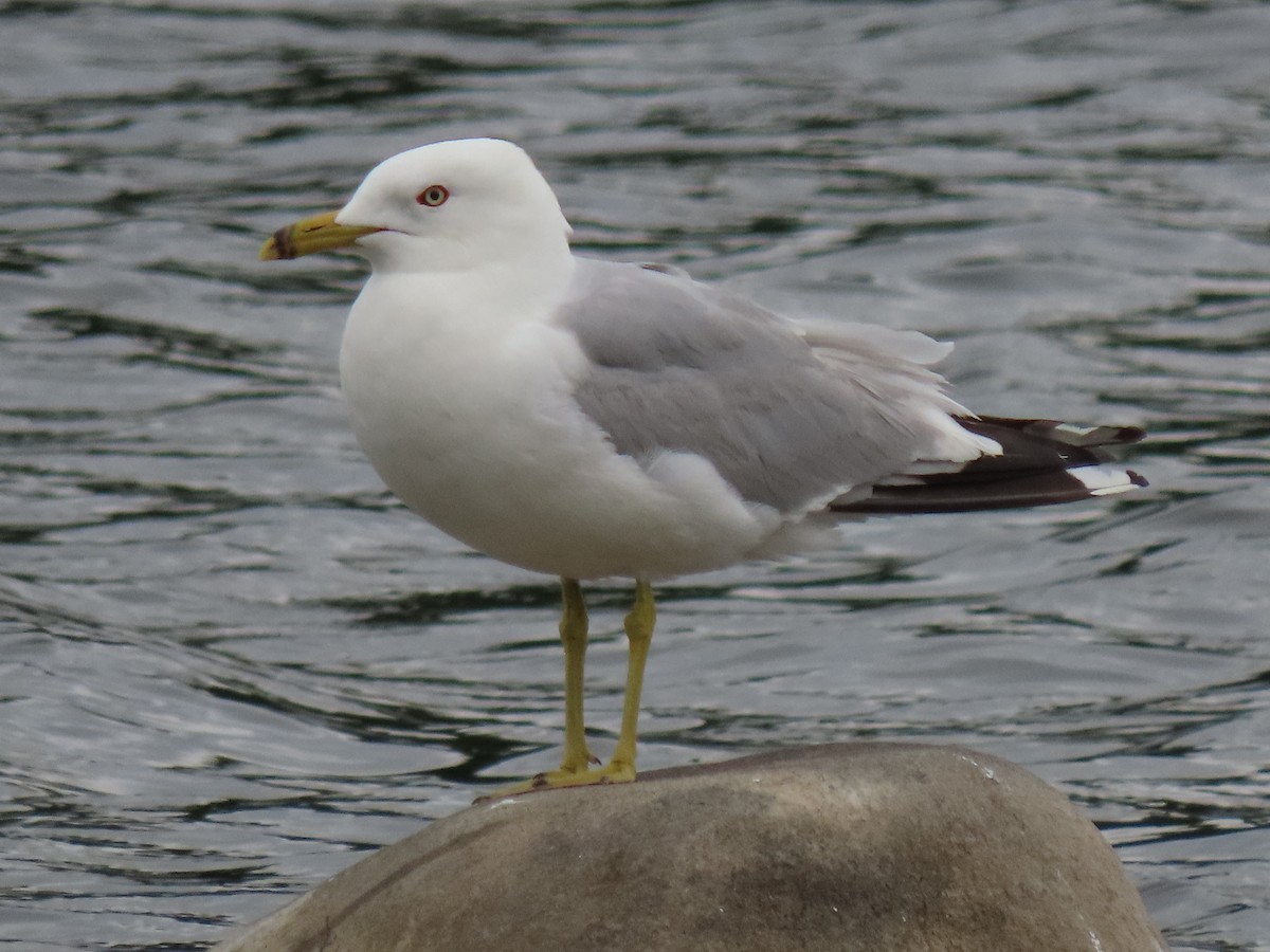 Ring-billed Gull - ML349651251