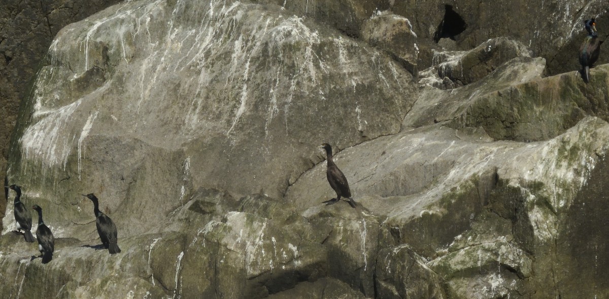 cormorant sp. - Merryl Edelstein