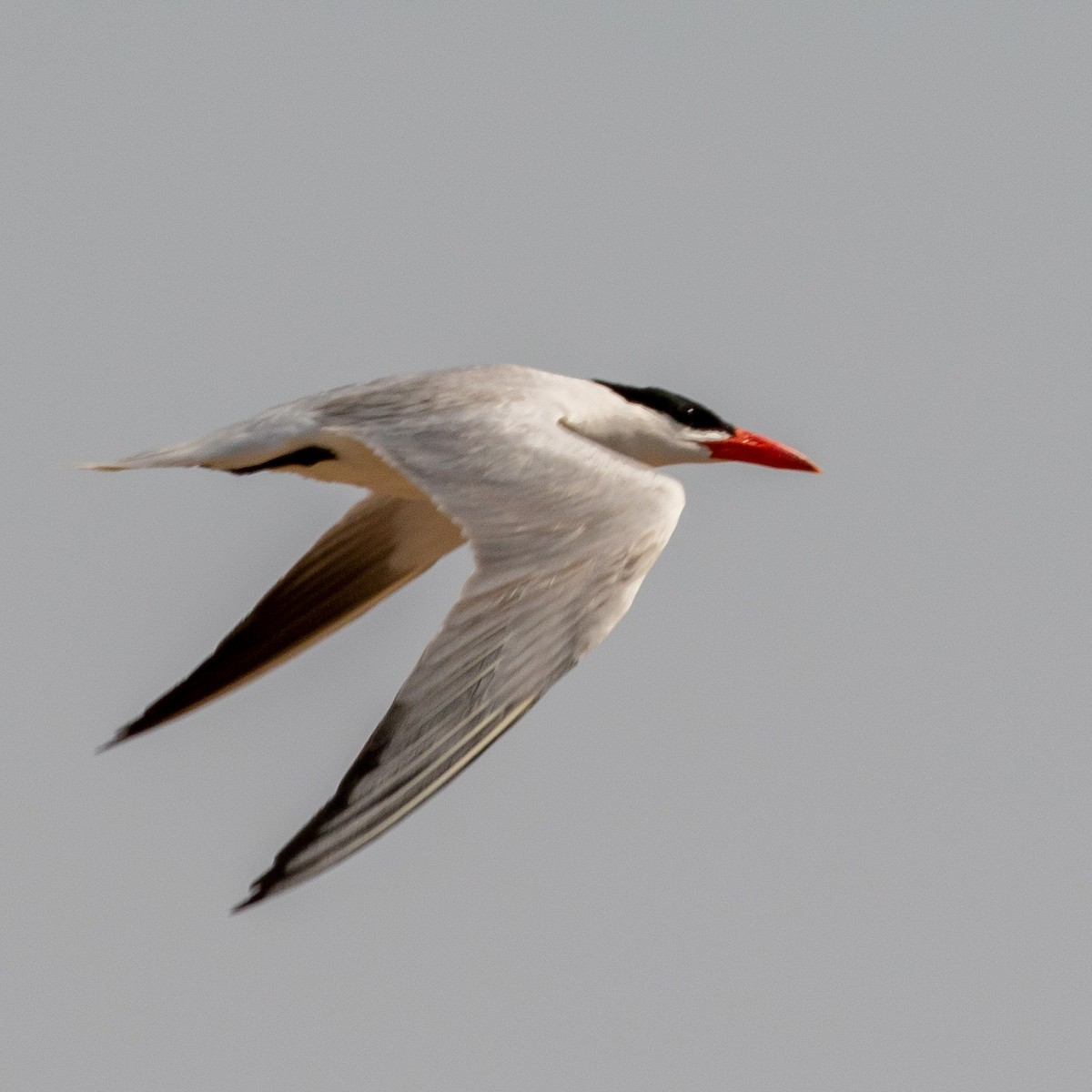 Caspian Tern - ML349653121