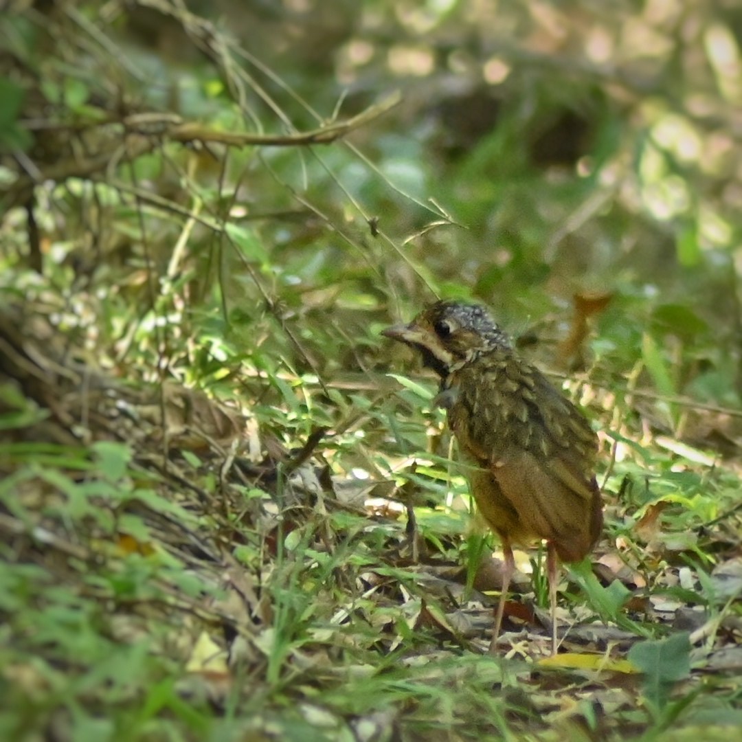 Variegated Antpitta - ML349656241