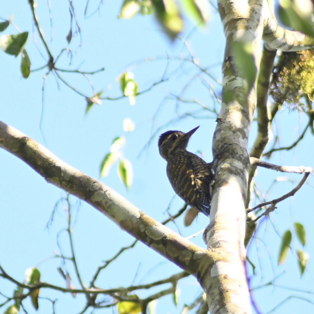 White-spotted Woodpecker - ML349656421