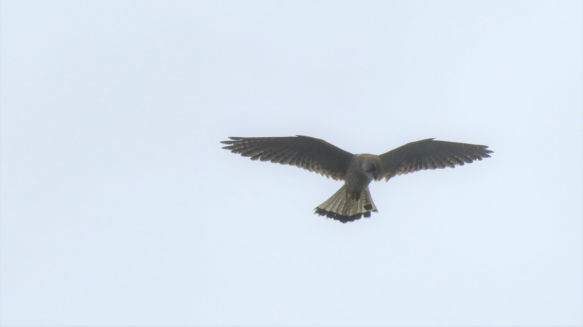 Nankeen Kestrel - Craig Lumsden