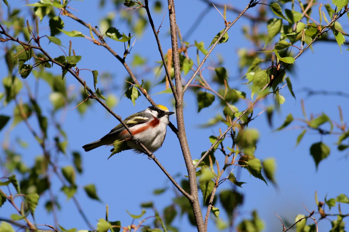 Chestnut-sided Warbler - ML34965841