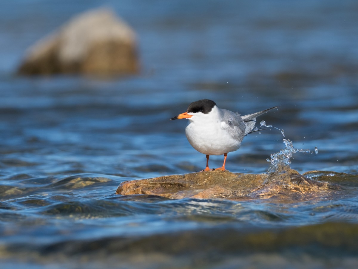 Forster's Tern - ML349659211