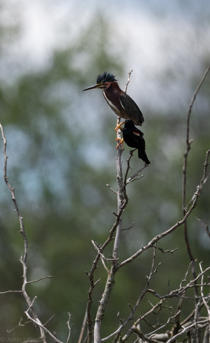 Green Heron - ML349659421