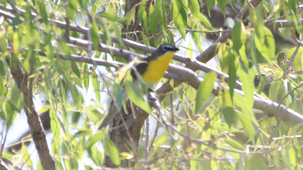 Yellow-breasted Chat - Bez Bezuidenhout