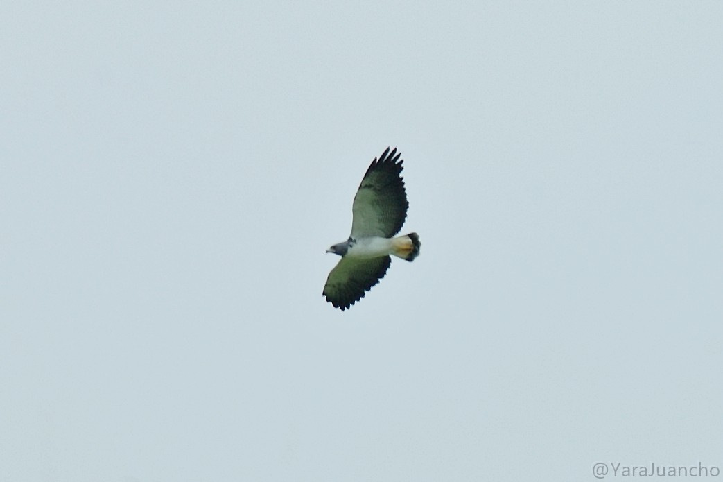 White-tailed Hawk - ML349662651