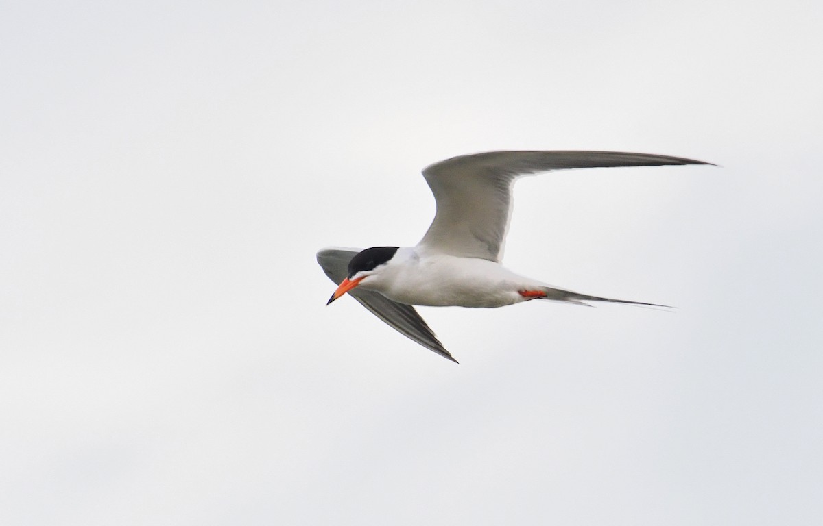 Forster's Tern - ML349664401
