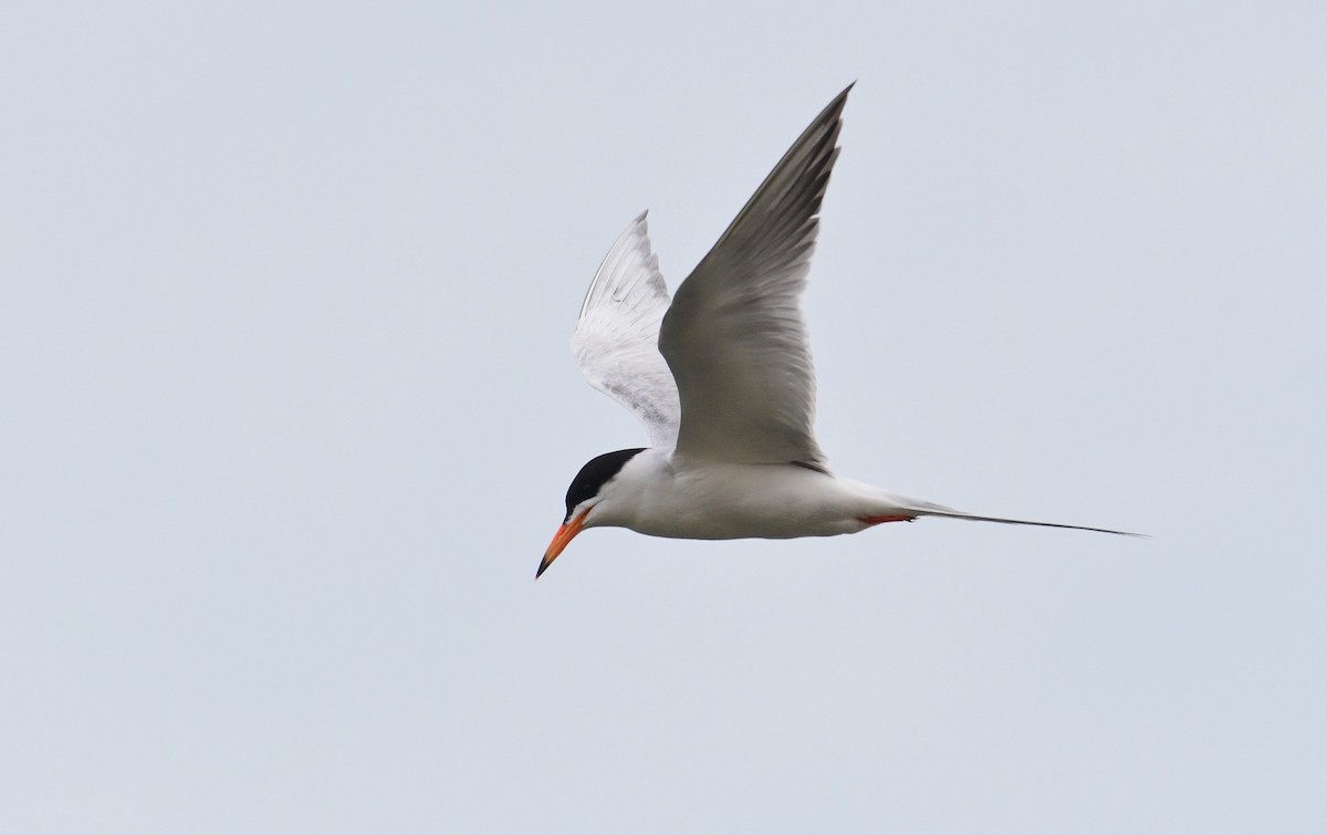 Forster's Tern - ML349664511