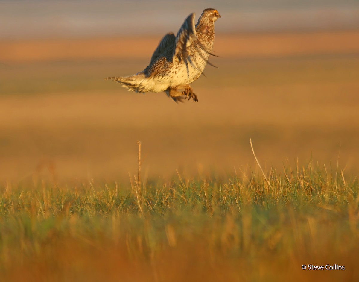 Sharp-tailed Grouse - Steve Collins