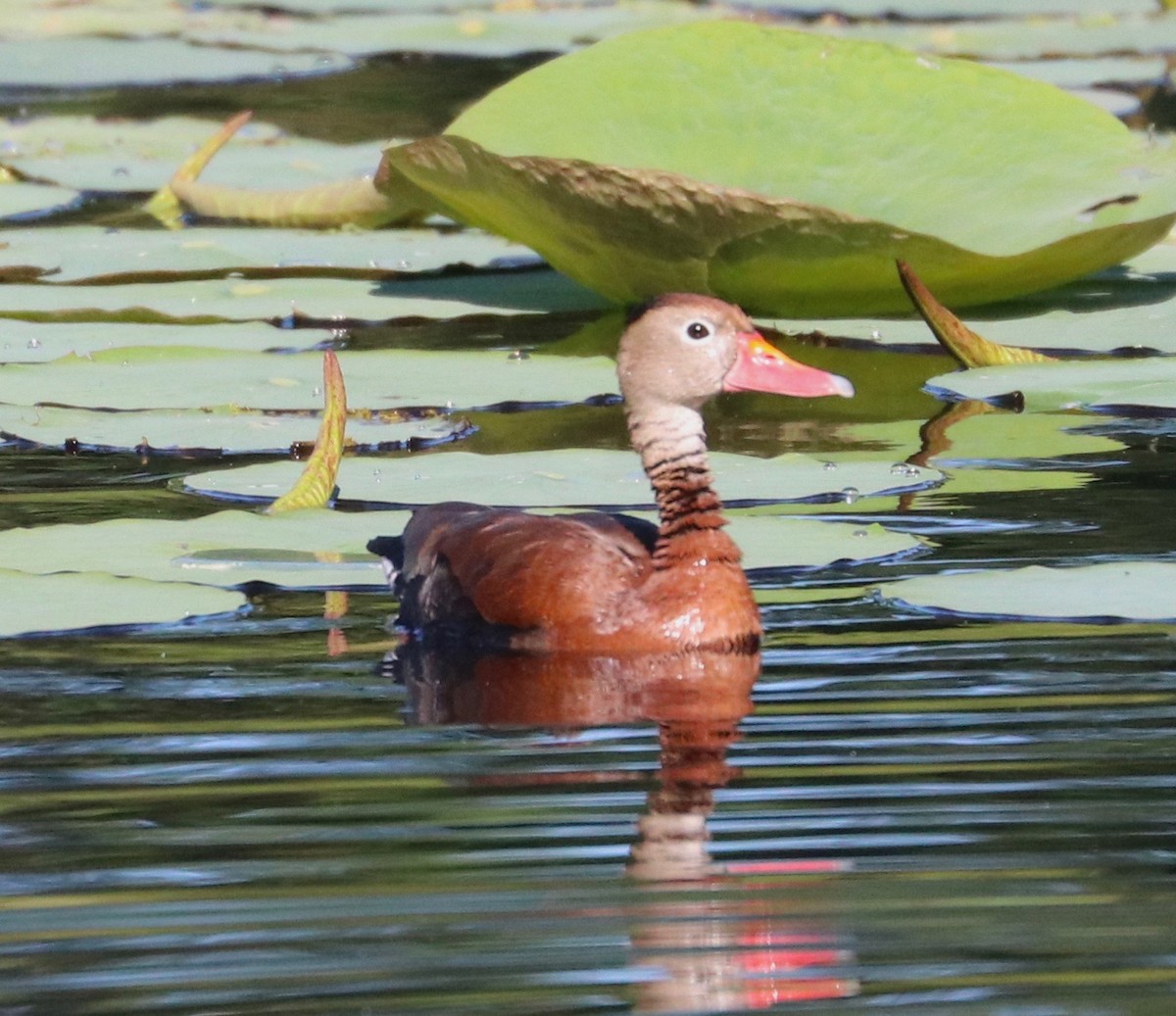 Dendrocygne à ventre noir - ML349666151