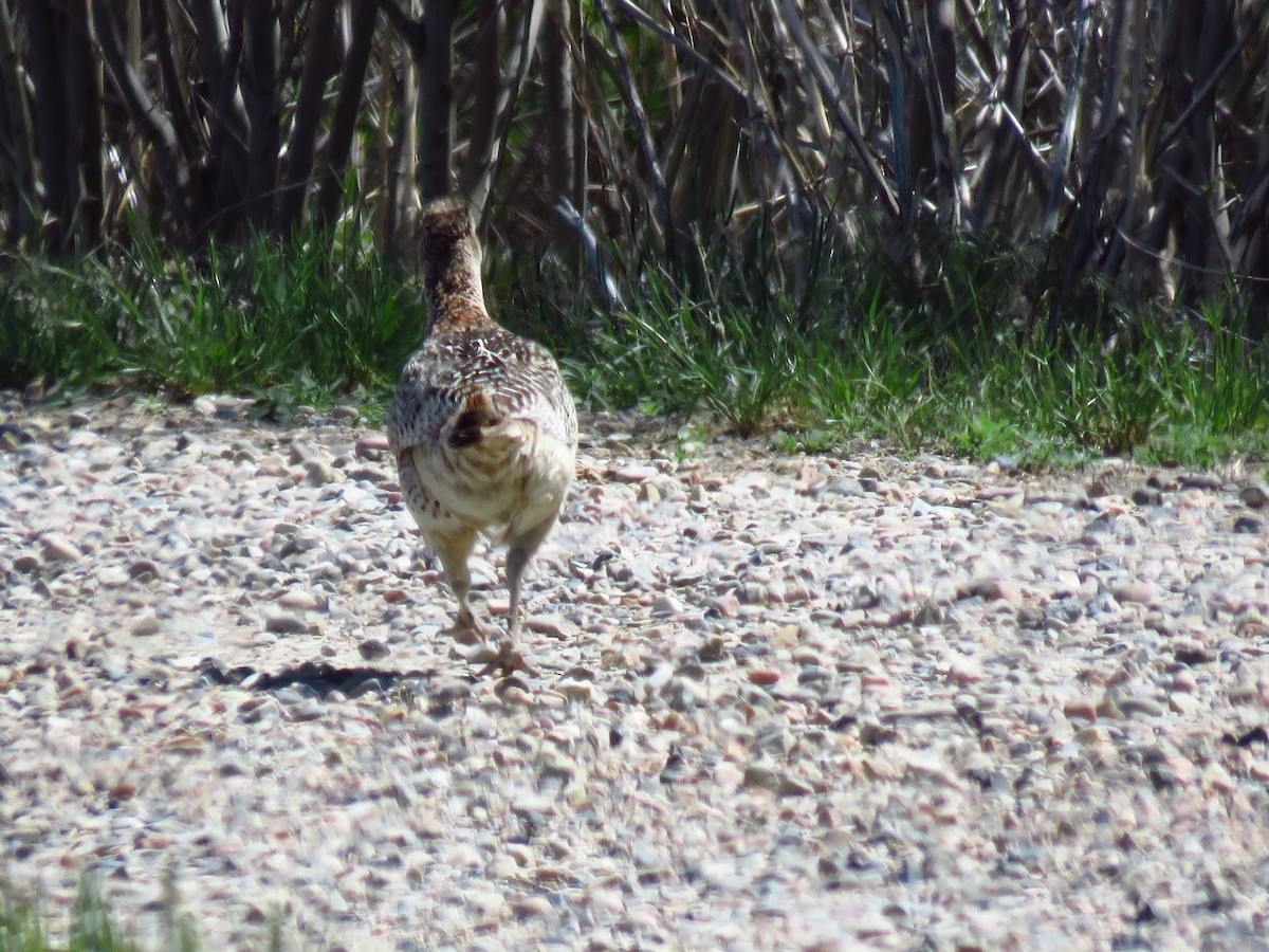 Sharp-tailed Grouse - ML349666281