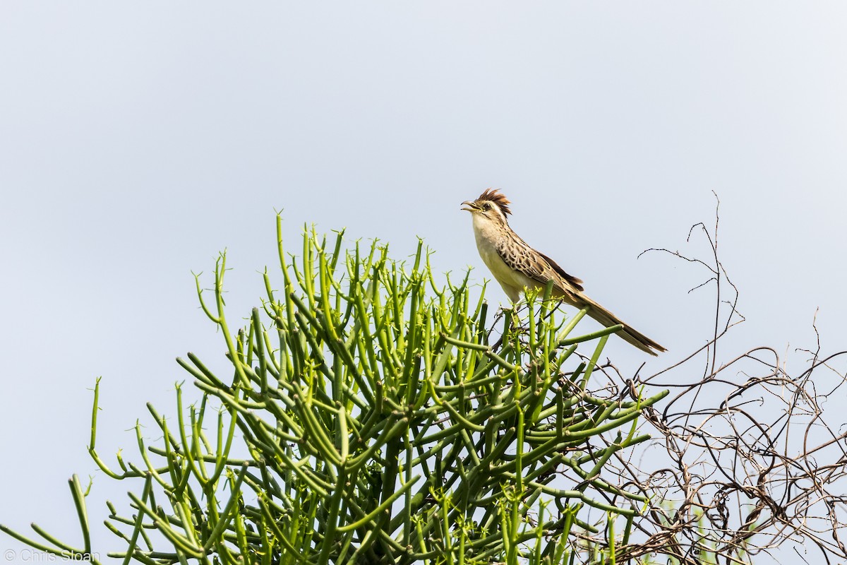 Striped Cuckoo - ML349668791