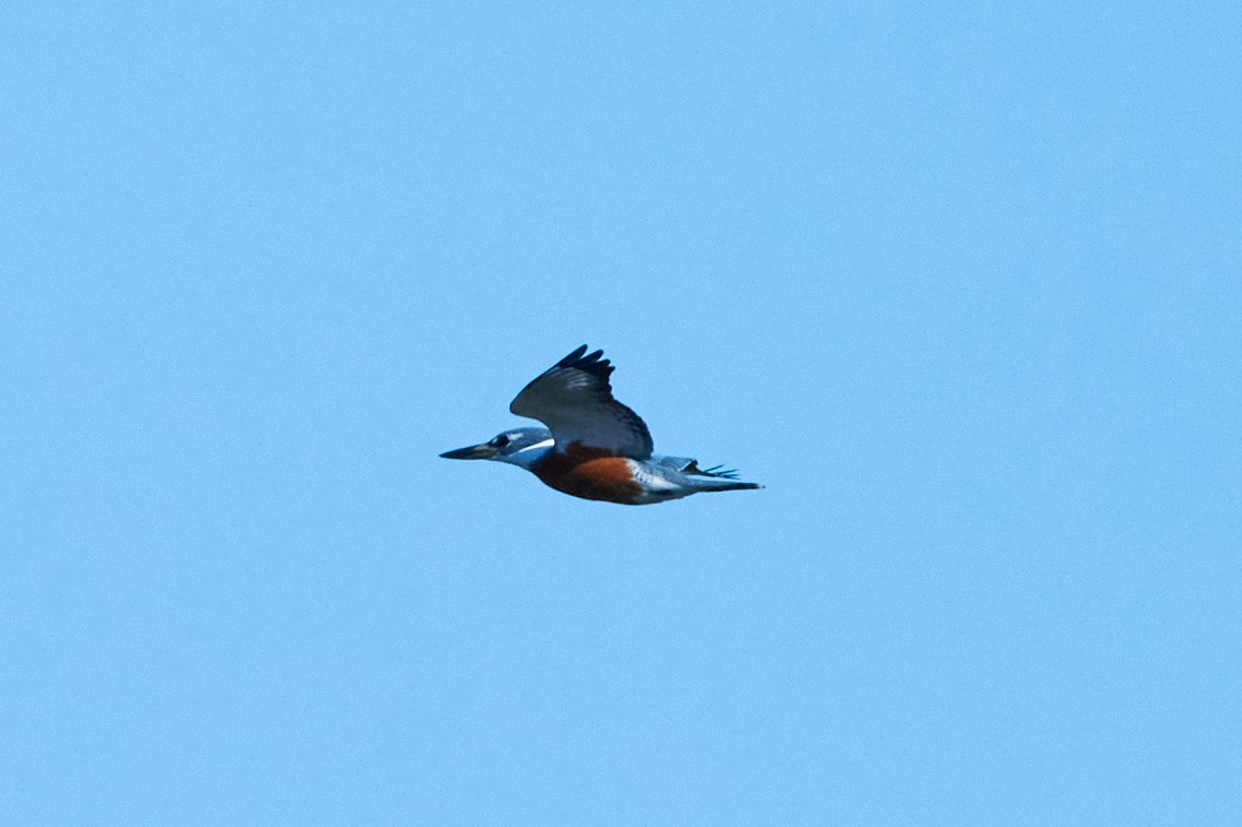 Ringed Kingfisher - ML349668831