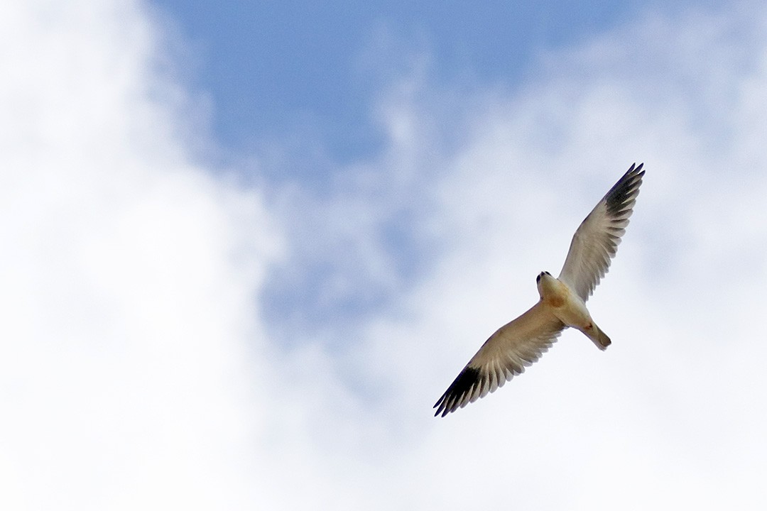 Black-winged Kite - Francisco Barroqueiro