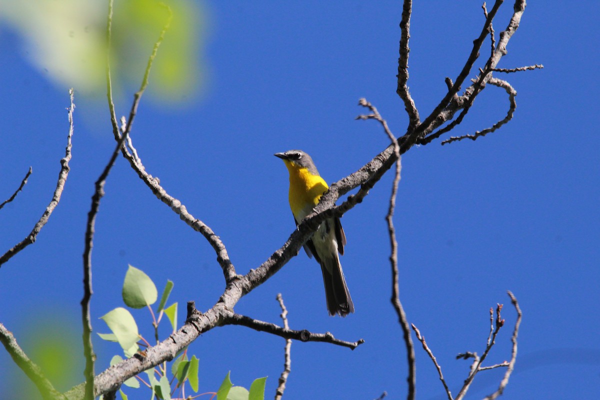 Yellow-breasted Chat - ML349673961
