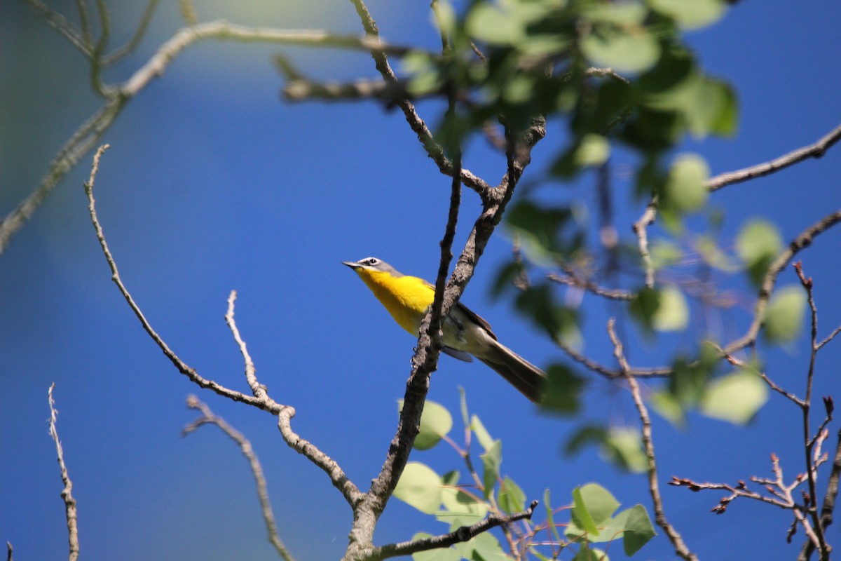 Yellow-breasted Chat - ML349674051