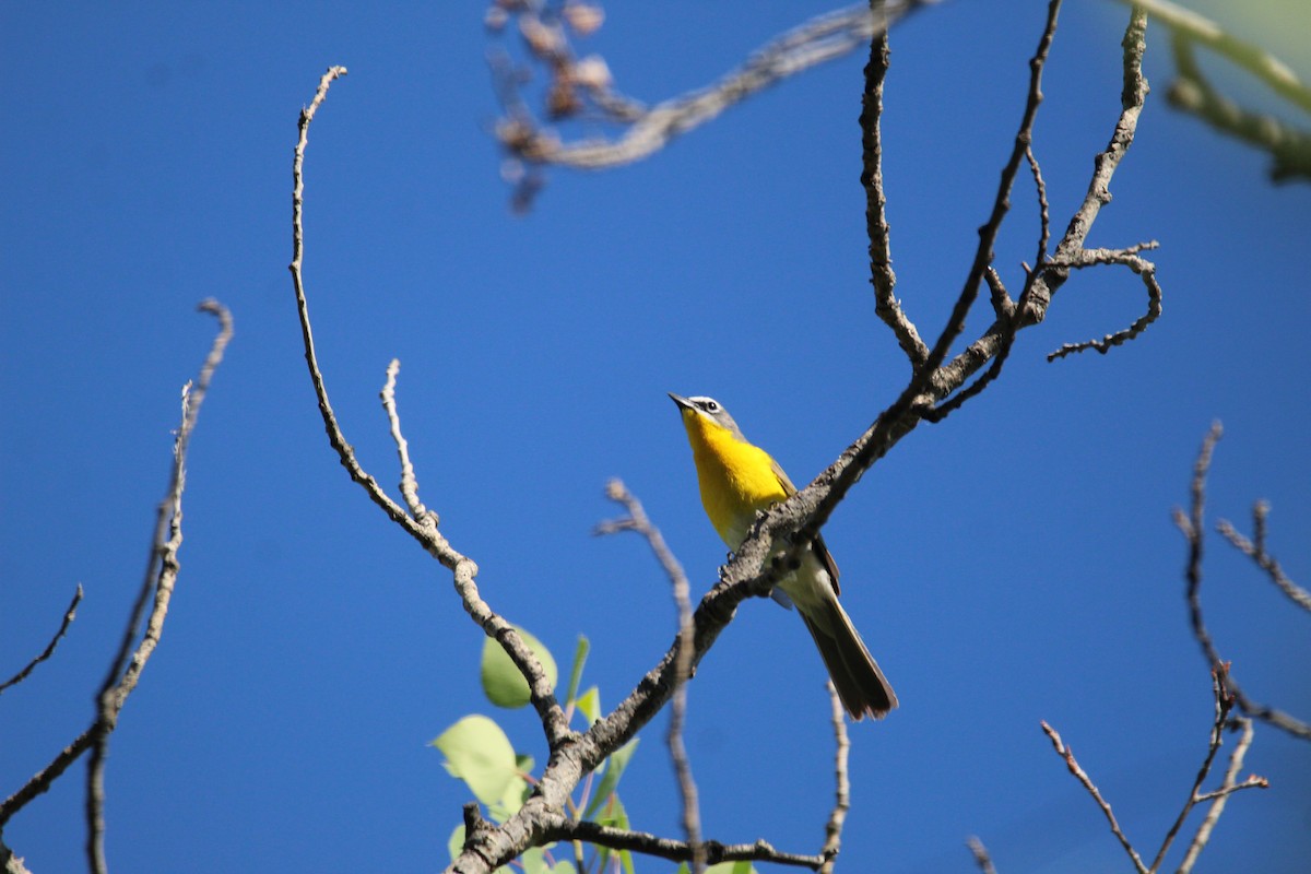 Yellow-breasted Chat - ML349674651