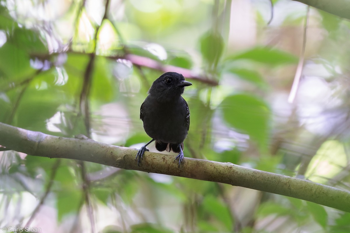 Plumbeous Antvireo - ML349674661