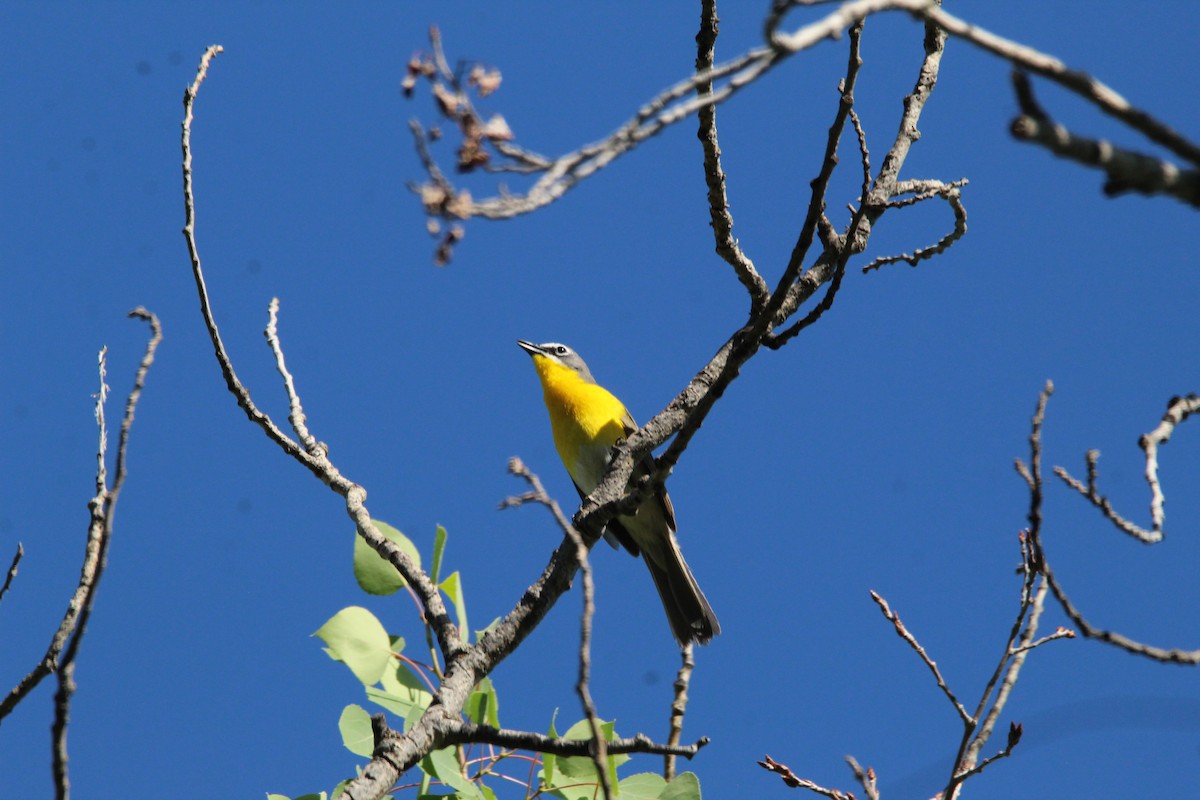 Yellow-breasted Chat - ML349674671