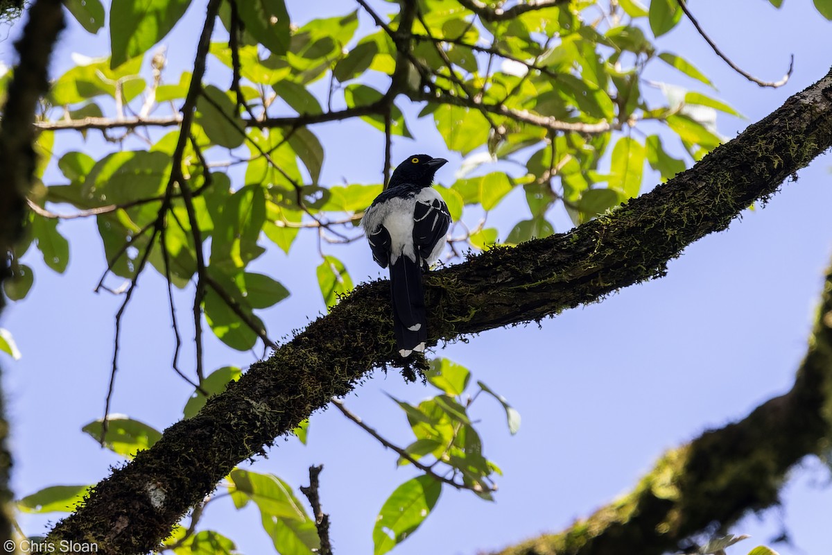 Magpie Tanager - ML349674711