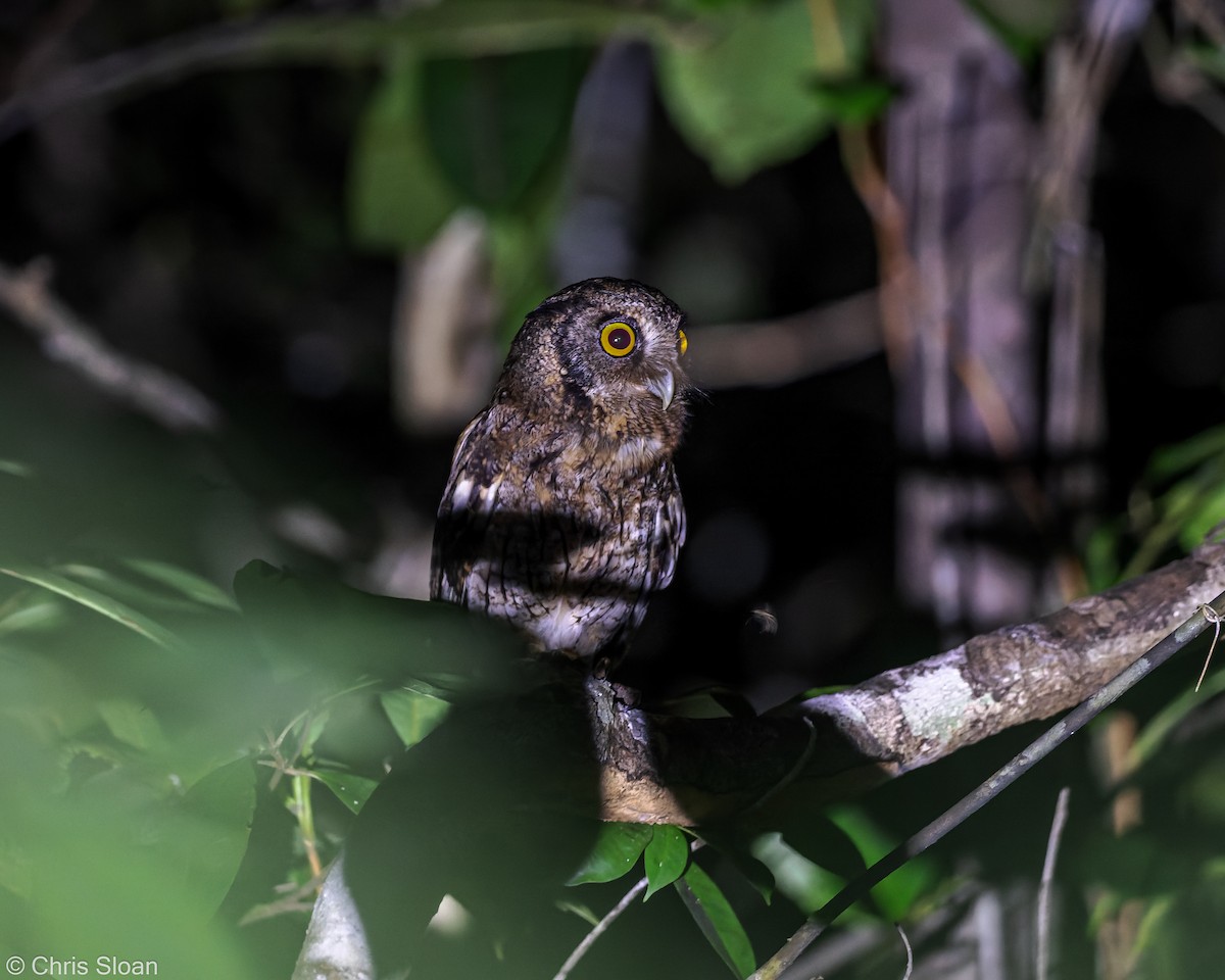 Black-capped Screech-Owl - ML349675681