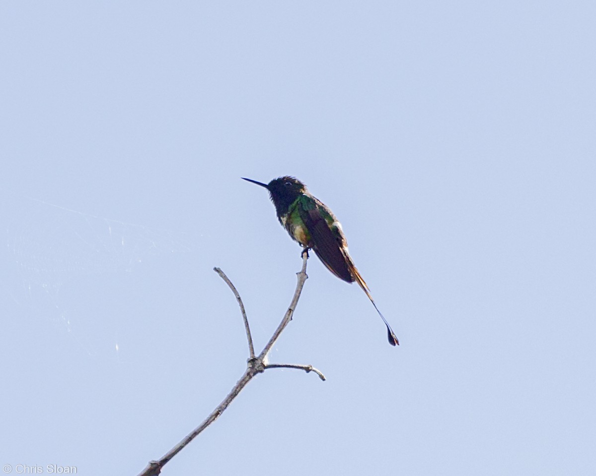 kolibřík pálkoocasý - ML349675961