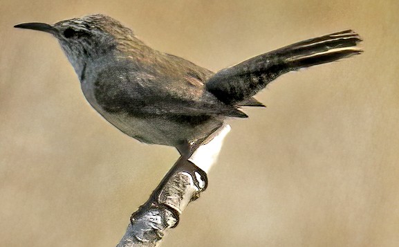 Bewick's Wren - ML349676451