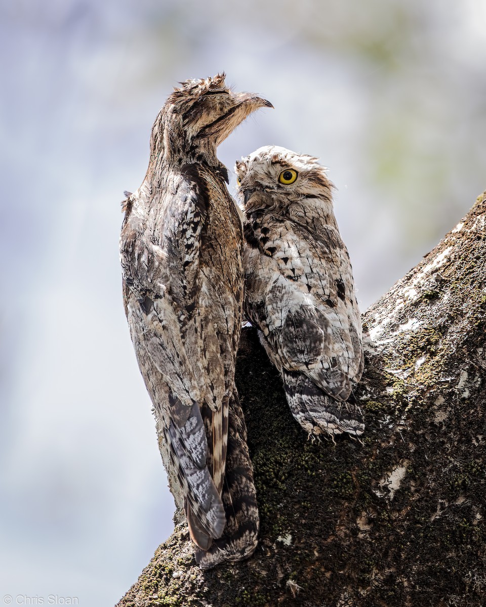 Common Potoo - ML349677051