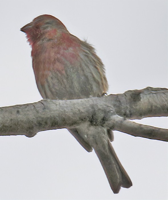 House Finch - ML349677151