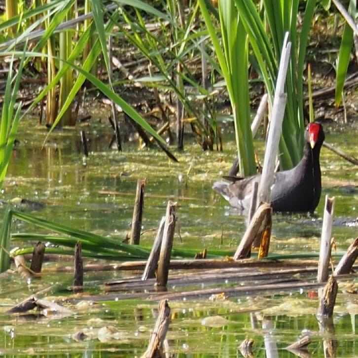 Gallinule d'Amérique - ML349678221