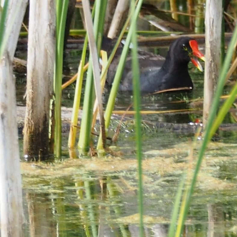 Common Gallinule - Heather Hosten