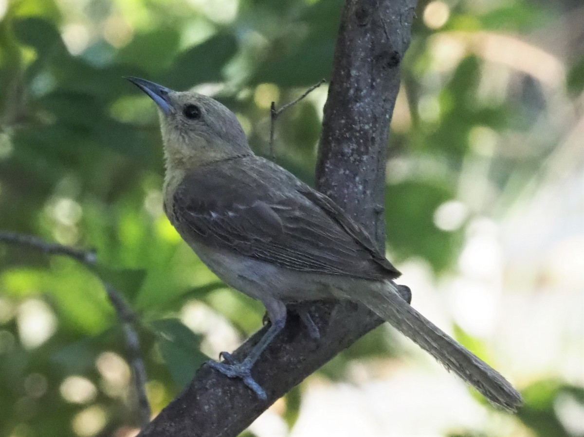 ub. spurvefugl (Passeriformes sp.) - ML349679971