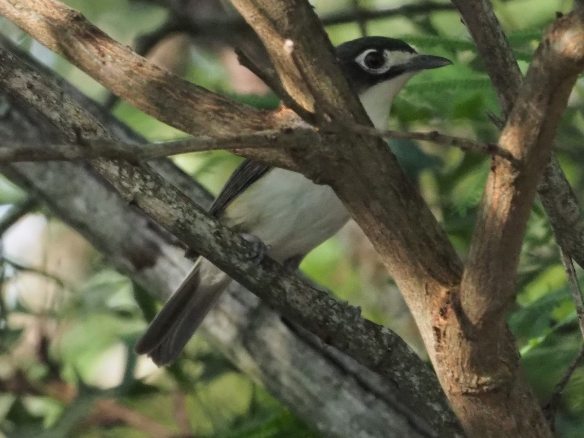 Vireo Cabecinegro - ML349680611