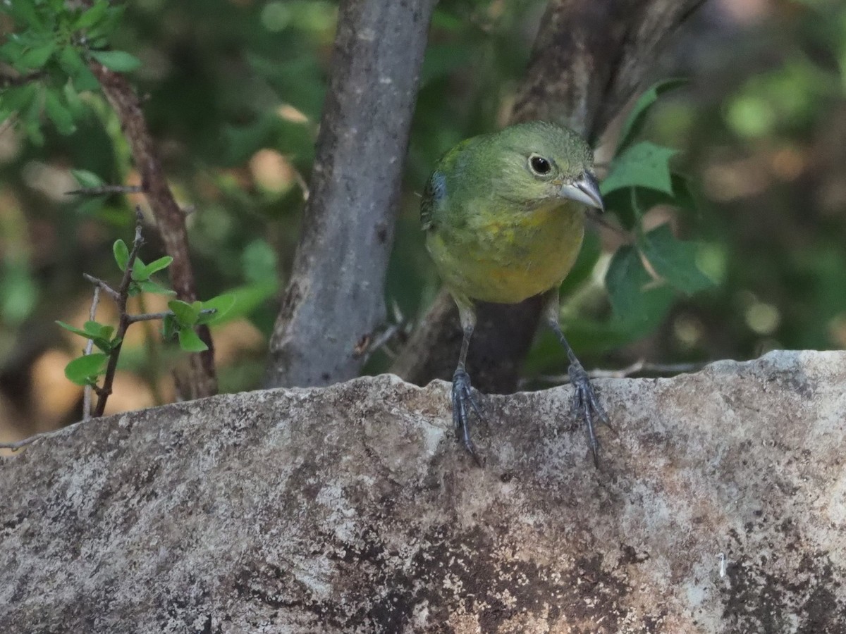 Painted Bunting - Jonquele Jones