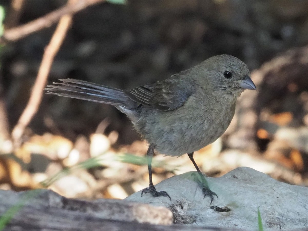 Varied Bunting - ML349680911