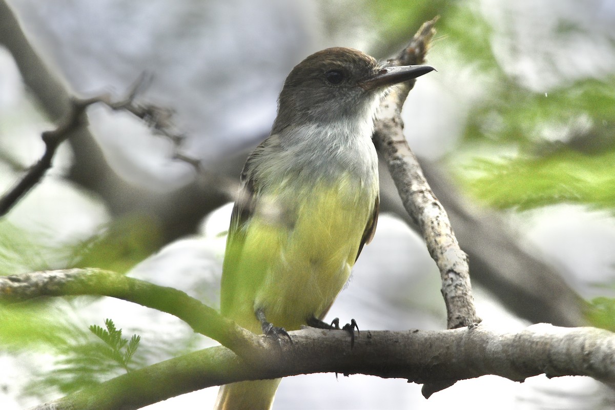 Grenada Flycatcher - ML349681041