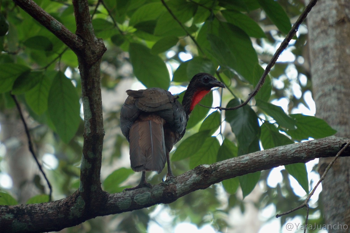 Tepeli Guan - ML349681741