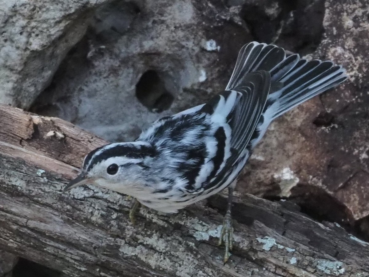 Black-and-white Warbler - Jonquele Jones