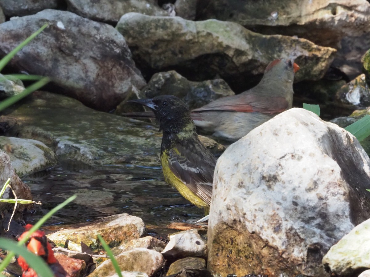 Orchard Oriole - ML349682741