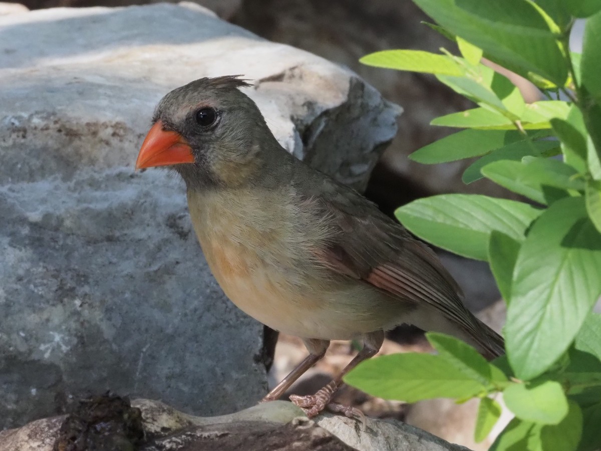 Northern Cardinal - ML349682861