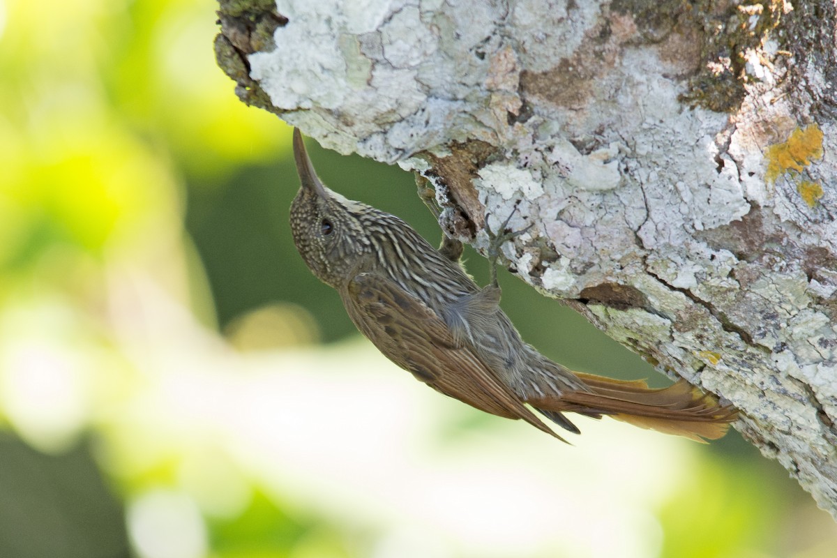 Guianan Woodcreeper - Marco Silva