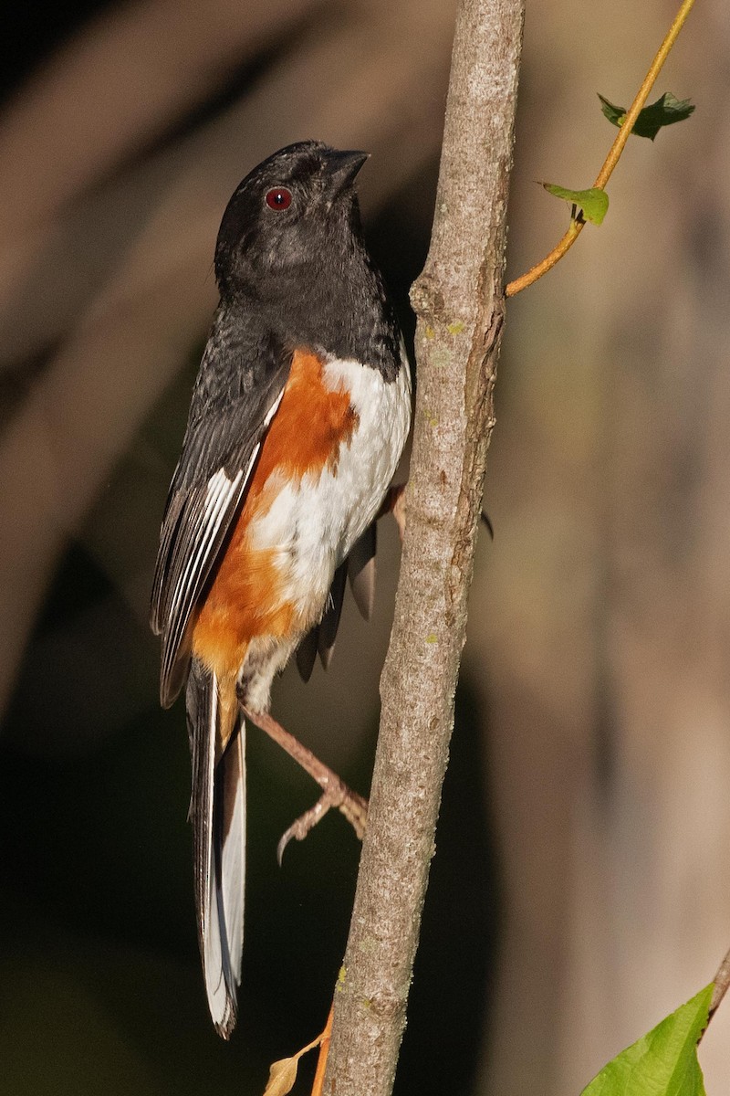 Eastern Towhee - Mike Sweet