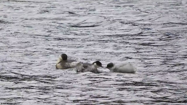 Silvery Grebe - ML349684791