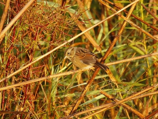 Swamp Sparrow - ML34968671